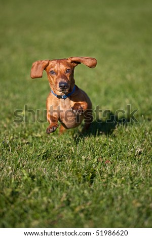 A miniature Dachshund running towards the camera, surrounded by grass.