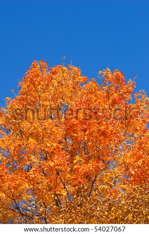 An isolated shot of a vibrant tree full of orange and red color, in the autumn.  Ontario, Canada