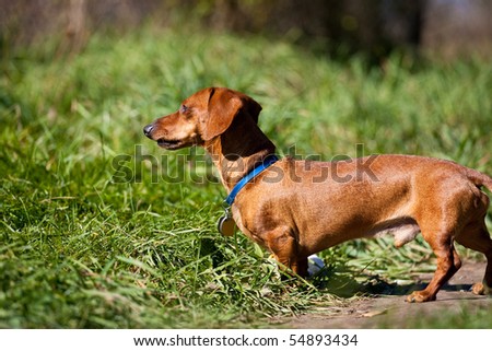 A red miniature Dachshund, posing in the grass in the late afternoon sun.