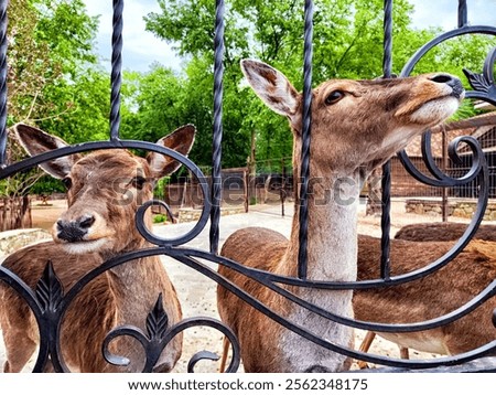 Image, Stock Photo Mild Black Forest summer