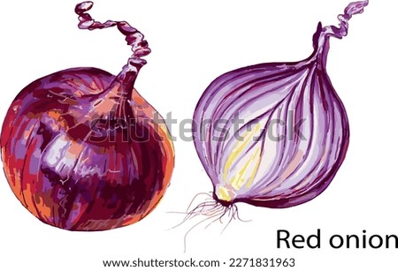 Red onion high resolution isolated hand drawn vector realistic illustration