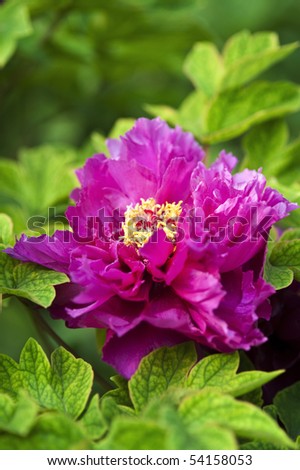 This is a flower pictures, pictures reflect the beauty of the peony flower scene.