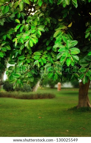 tree with large green leaves on the green grass