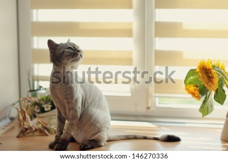 sitting on the window cropped gray cat British breed and near a bouquet of flowers