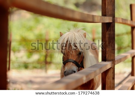 at the zoo behind a wooden fence stands with white mane pony