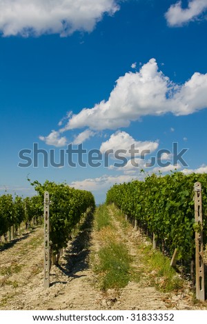 Beautiful Vineyard Landscape in Italy