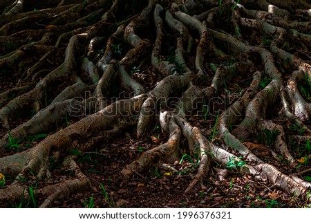 Similar – Image, Stock Photo Old tree roots spread across the forest floor in Cuc Phuong National Park in Ninh Binh Vietnam