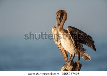 Similar – Foto Bild Pelikan auf den Florida Keys