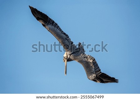 Similar – Foto Bild Pelikan auf den Florida Keys