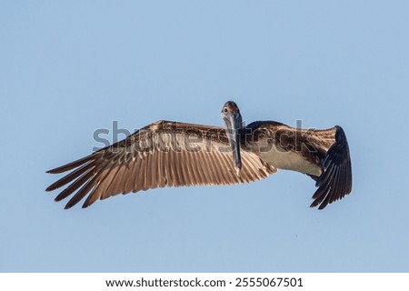 Similar – Foto Bild Pelikan auf den Florida Keys