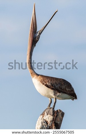 Similar – Foto Bild Pelikan auf den Florida Keys