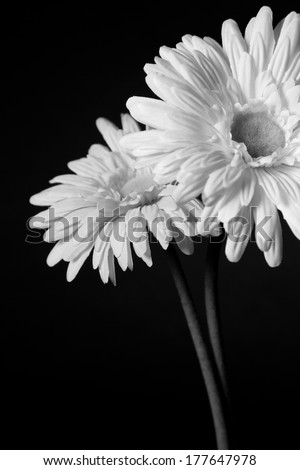 Two white open flowers on a black background