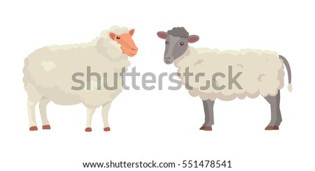 Vector set Cute Sheep and Ram isolated retro illustration. Standing Sheeps silhouette on white. Farm fanny milk young animals