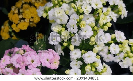 Image, Stock Photo Many pink widow flowers (Scapiose Mariposa) shine in the field