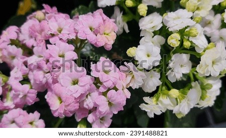 Similar – Image, Stock Photo Many pink widow flowers (Scapiose Mariposa) shine in the field