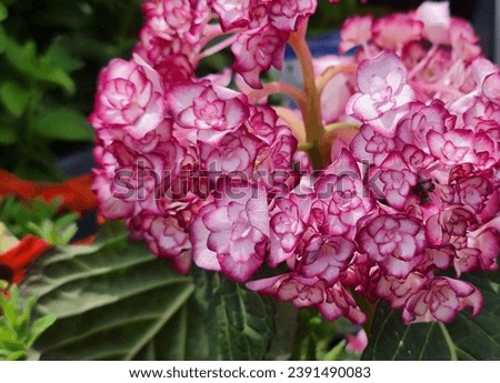 Similar – Image, Stock Photo Many pink widow flowers (Scapiose Mariposa) shine in the field