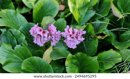 Foto Bild Nahaufnahme von bergenia crassifolia blühend im Frühling Garten