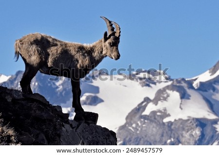 Similar – Foto Bild Ziege im Nationalpark Picos de Europa