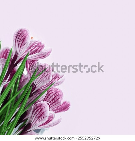 Similar – Image, Stock Photo Flowery Crocus flowers