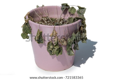 stock-photo-potted-plants-with-dead-plants-721583365.jpg