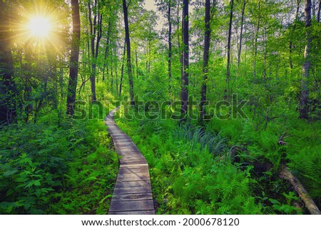 wooden pier - a forest path among the marshes in the Poleski National Park Zdjęcia stock © 