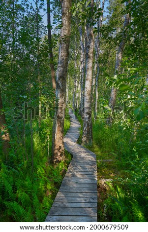 the natural path 'Spława' in the birch forest in the Polesie national park Zdjęcia stock © 