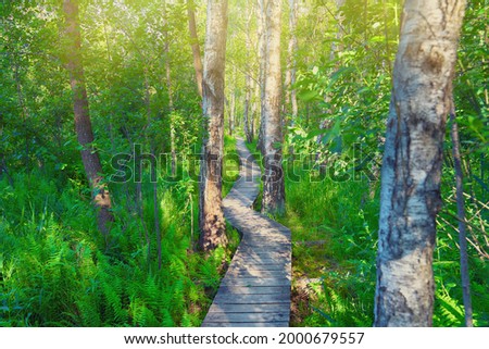 the natural path 'Spława' in the birch forest in the Polesie national park Zdjęcia stock © 