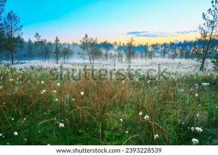 Similar – Foto Bild Wollgras blüht im Moor, im Hintergrund ein Aussichtsturm und Bäume vor blaugrauem Himmel