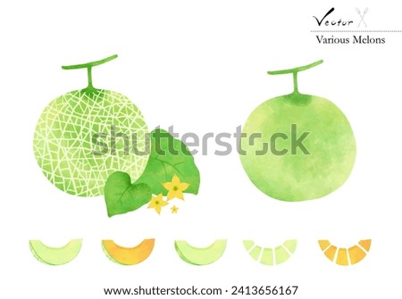 Various  watercolor illustration set of melons.Vectorized.