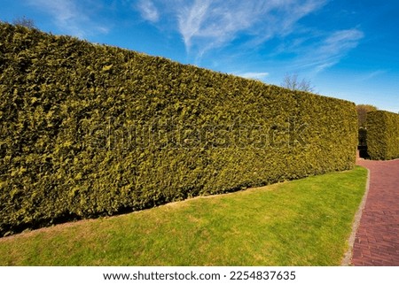 Similar – Image, Stock Photo Thuja hedge in the snow