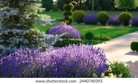 Similar – Image, Stock Photo #A# Lavender in garden II