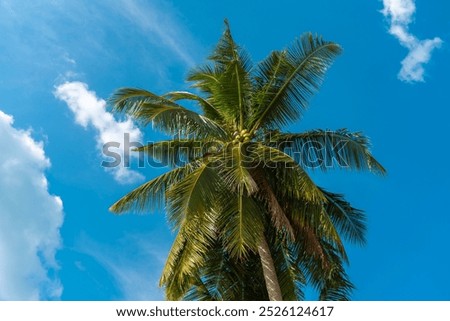 Similar – Image, Stock Photo A palm tree grows in the courtyard of a building