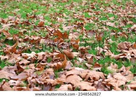 Similar – Image, Stock Photo Oak leaf melancholic and dreary in November