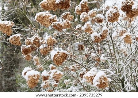 Similar – Image, Stock Photo faded hydrangeas winter