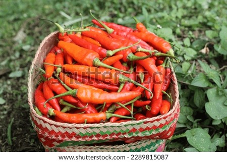 Prima Agrihorti chili is one of the chili varieties in Indonesia. In addition to its spicy taste 980 ppm0.098%, prima agrihorti has dense fruit and has a high yield potential of 9-20 tonshectar Stockfoto © 