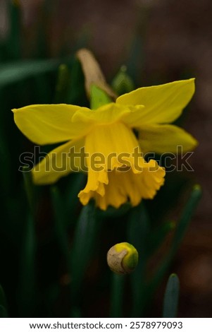 Similar – Image, Stock Photo blooming yellow daffodil bud on a blue background, spring flower