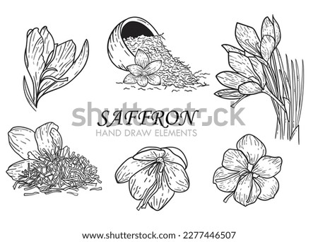 Crocus or saffron flower package with pistils. Botanical flowers. Isolated illustration element. Hand drawn vector flowers in line art style for background, texture, packaging, ornament design.