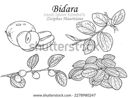 Sketch of jujube or Ziziphus mauritiana, also known as Indian jujube, bidara or Chinese apple hand drawn element. vector illustration, line art, black and white.