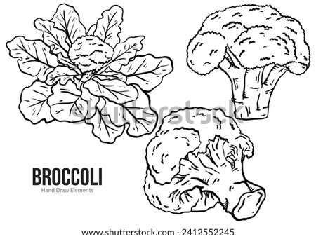 Broccoli hand drawn vector illustration. Simple hand drawn style objects. Set of Broccoli isolated. Detailed vegetarian food images. Agricultural market products. Healthy food