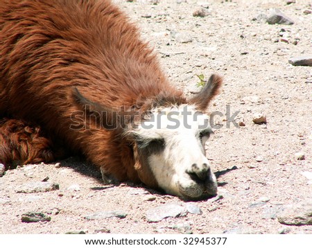 Brown llama sleeping on the ground, Argentina
