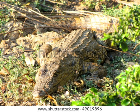 Adult crocodile in river Zambezi