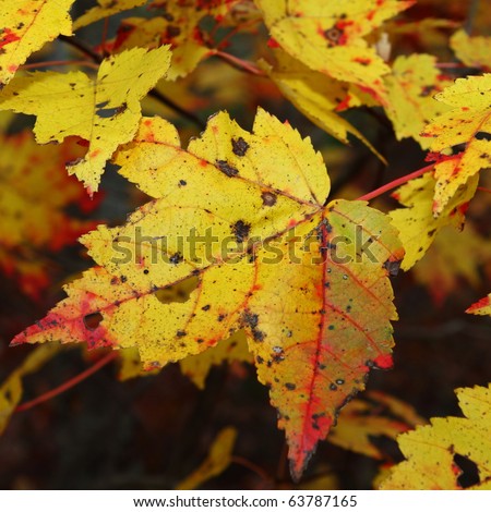 Gold maple leaves with red leaf vein fall colors