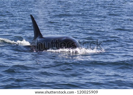 Orca Torpedo - An orca so close and on a collision course that it looked like a torpedo heading for our boat. Johnstone Strait, Campbell River, Vancouver Island, Canada