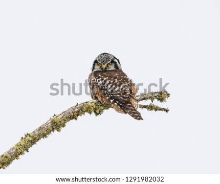 Hawk Owl Focused - A Northern Hawk Owl is focused on prey for its next meal. Sax-Zim Bog, Meadowlands, Minnesota. Zdjęcia stock © 