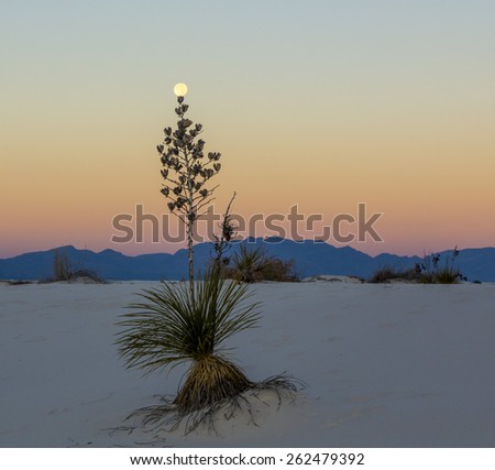 Yucca Balancing Full Moon - a yucca plant appears to be balancing the full moon on its  tip as the sun rises and the moon sets in White Sands National Monument with pink sky in the background.