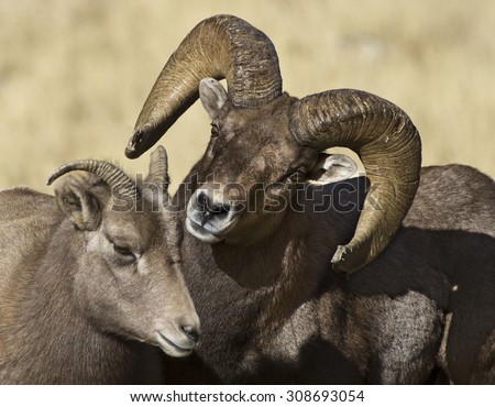 A bighorn sheep ram is ready to mate, if only the moment was right.