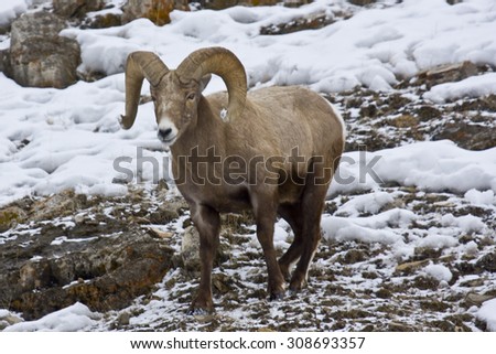 A bighorn sheep ram has its horn tips covered in snow.
