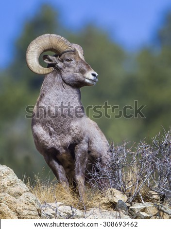 Regal Ram - An adult bighorn sheep ram surveys the landscape for ewes.