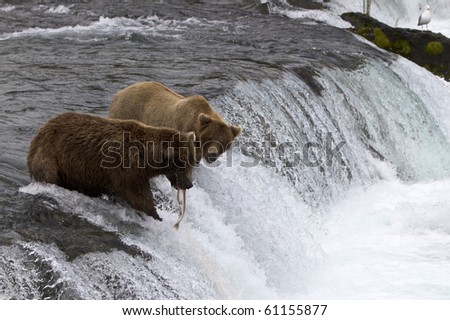 That's My Fish - A grizzly bear looks at the fish that got away on the Brooks Falls in Katmai National Park, Alaska.