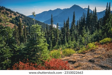 Similar – Foto Bild Waldweg auf der Olympic Peninsula, Washington, USA